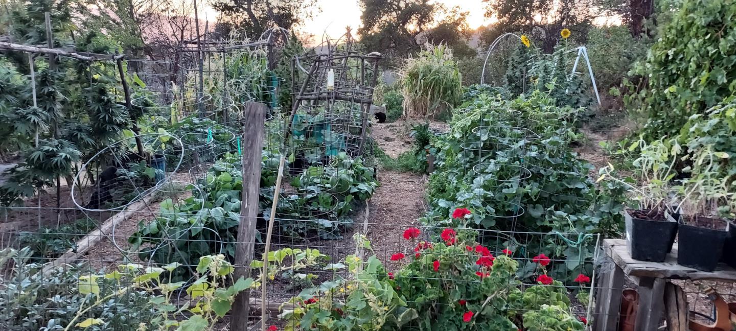 1495 Dons Road Boulder Creek, CA 95006 - Photo 32 of 40 a close up of a flower in a garden