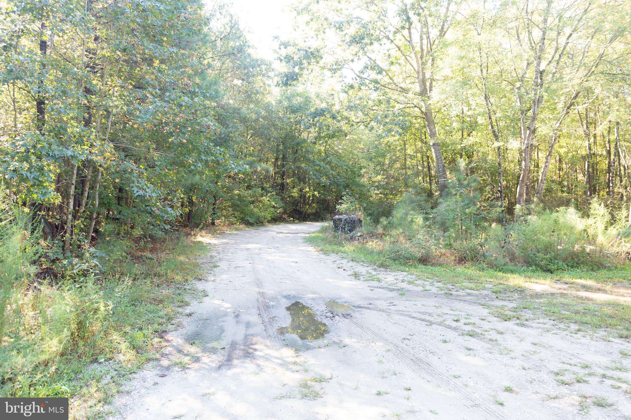 16730 Arvey Road Laurel, DE 19956 - Photo 22 of 24 67 Acres of Woods