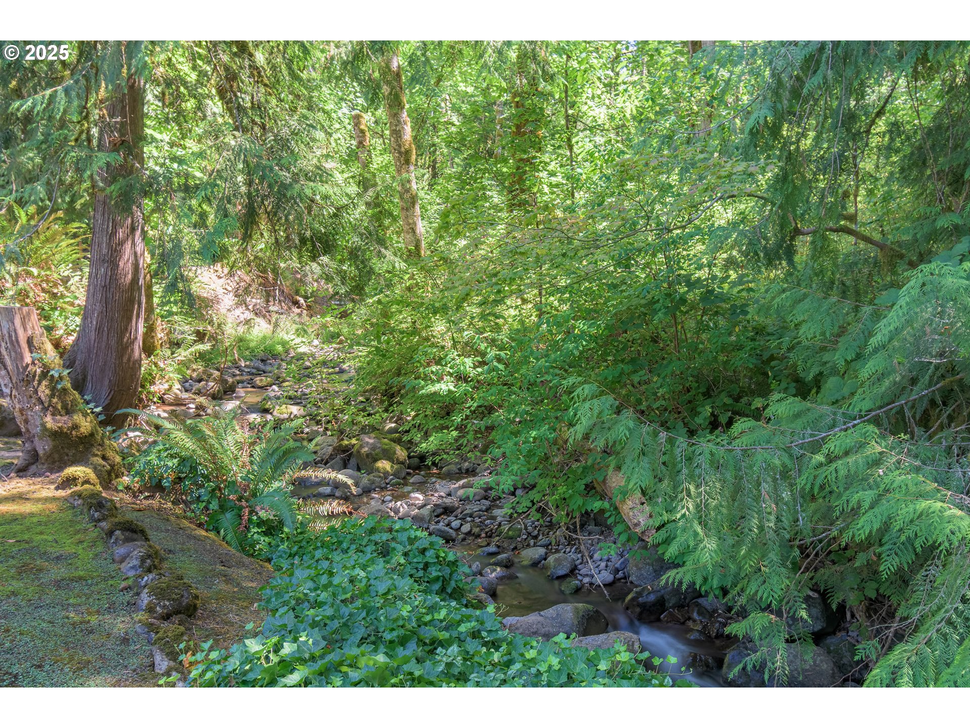 41886 Deerhorn Road Springfield, OR 97478 - Photo 40 of 48 a view of a yard with plants and large trees