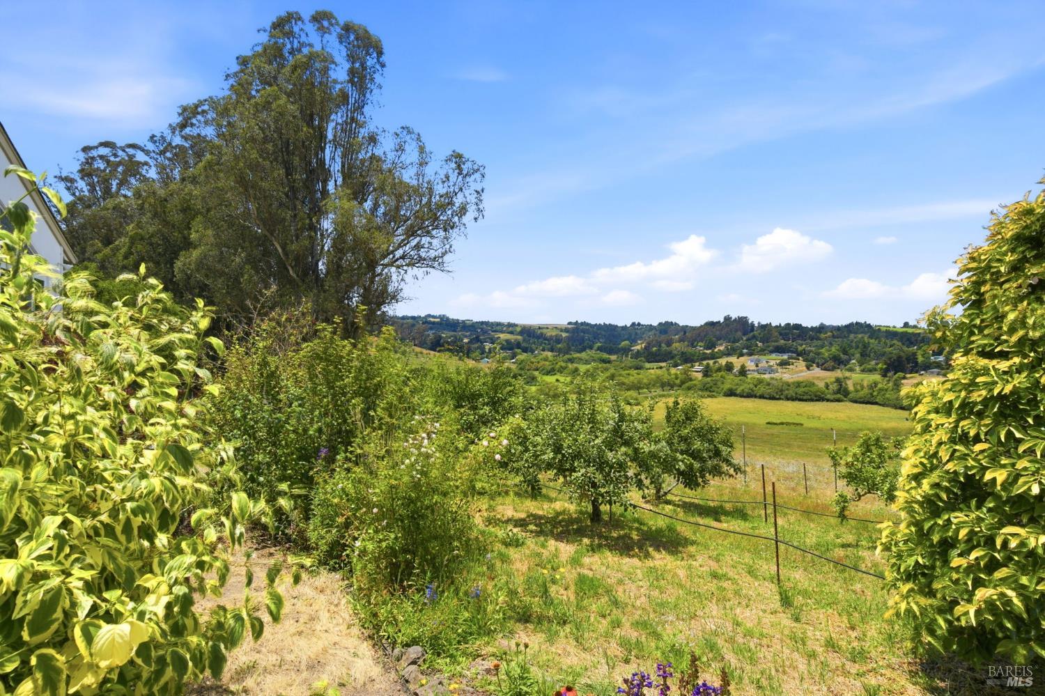 3223 Canfield Road Sebastopol, CA 95472 - Photo 37 of 58 Apple, Persimmon, & Quince Trees in Side Orchard with Views of Neighboring Hillside