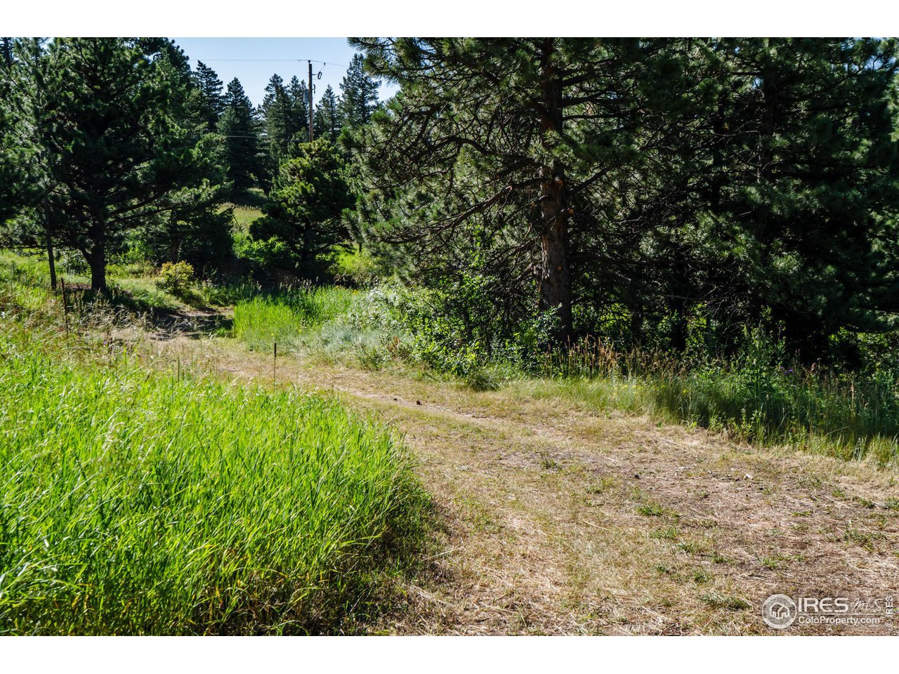 5200 Sugarloaf Road Boulder, CO 80302 - Photo 26 of 29 a view of a yard with a tree