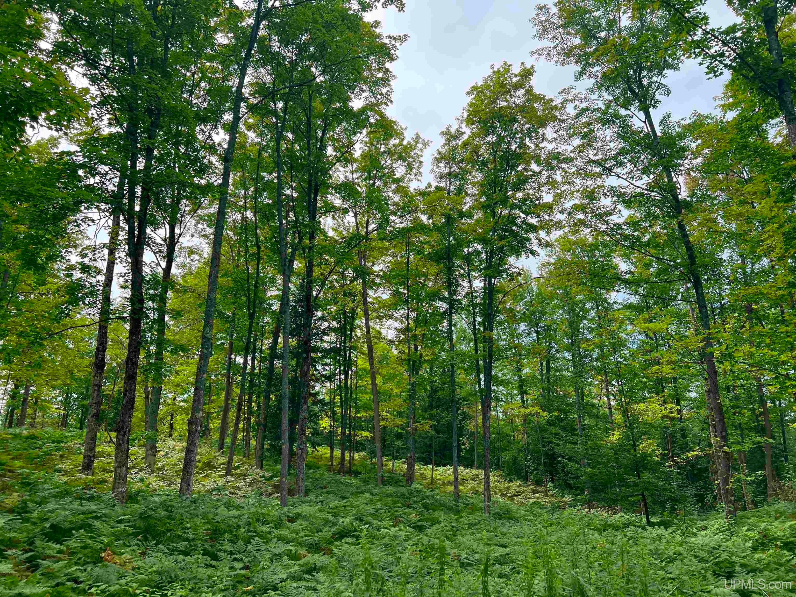 Tbd Camp Five Road Crystal Falls, MI 49920 - Photo 39 of 54 Gallery Image 39