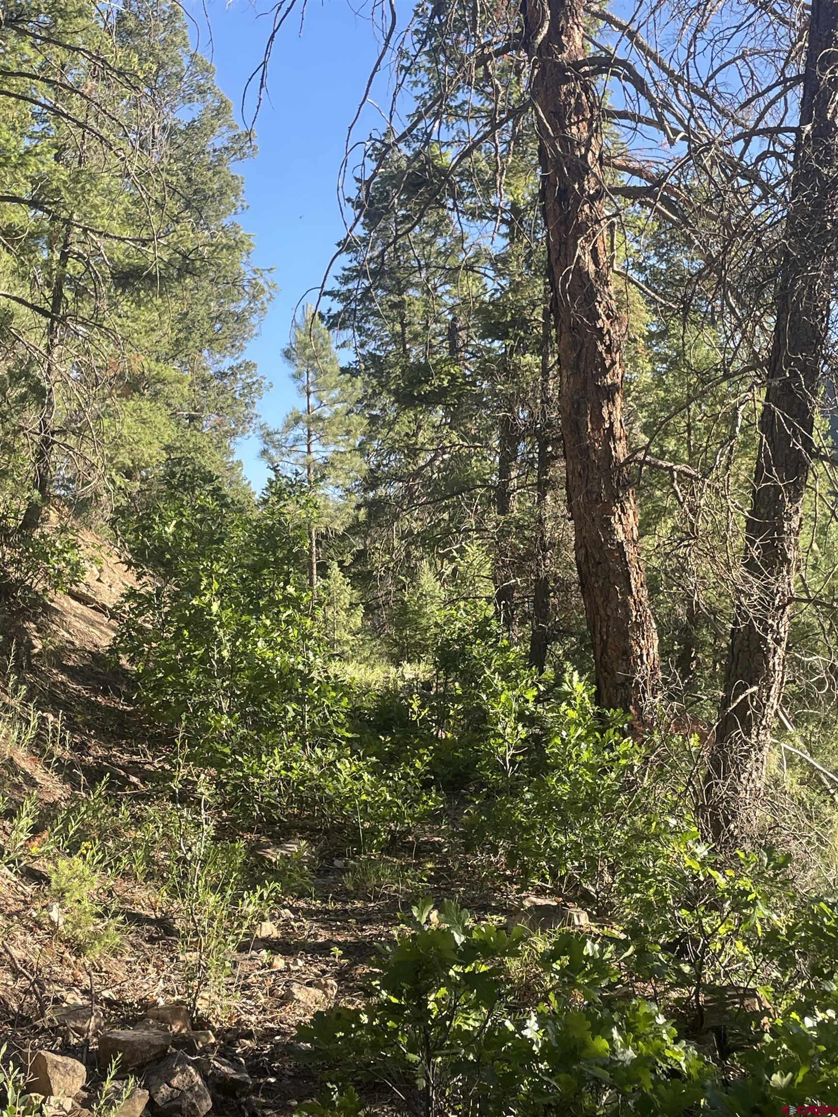 58p 58P Road Placerville, CO 81430 - Photo 12 of 34 a view of a tree