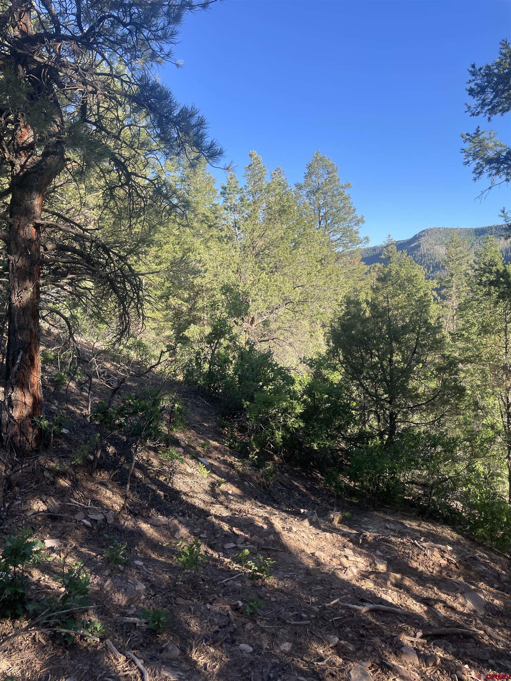 58p 58P Road Placerville, CO 81430 - Photo 14 of 34 a view of a forest with trees in the background