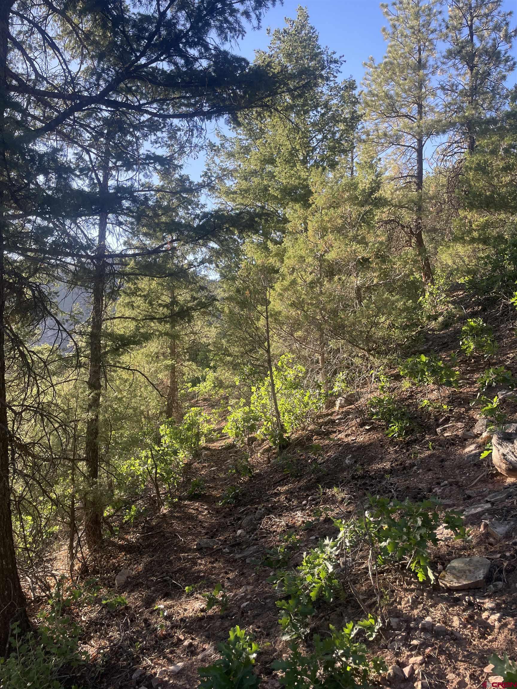58p 58P Road Placerville, CO 81430 - Photo 15 of 34 a view of a yard with a tree