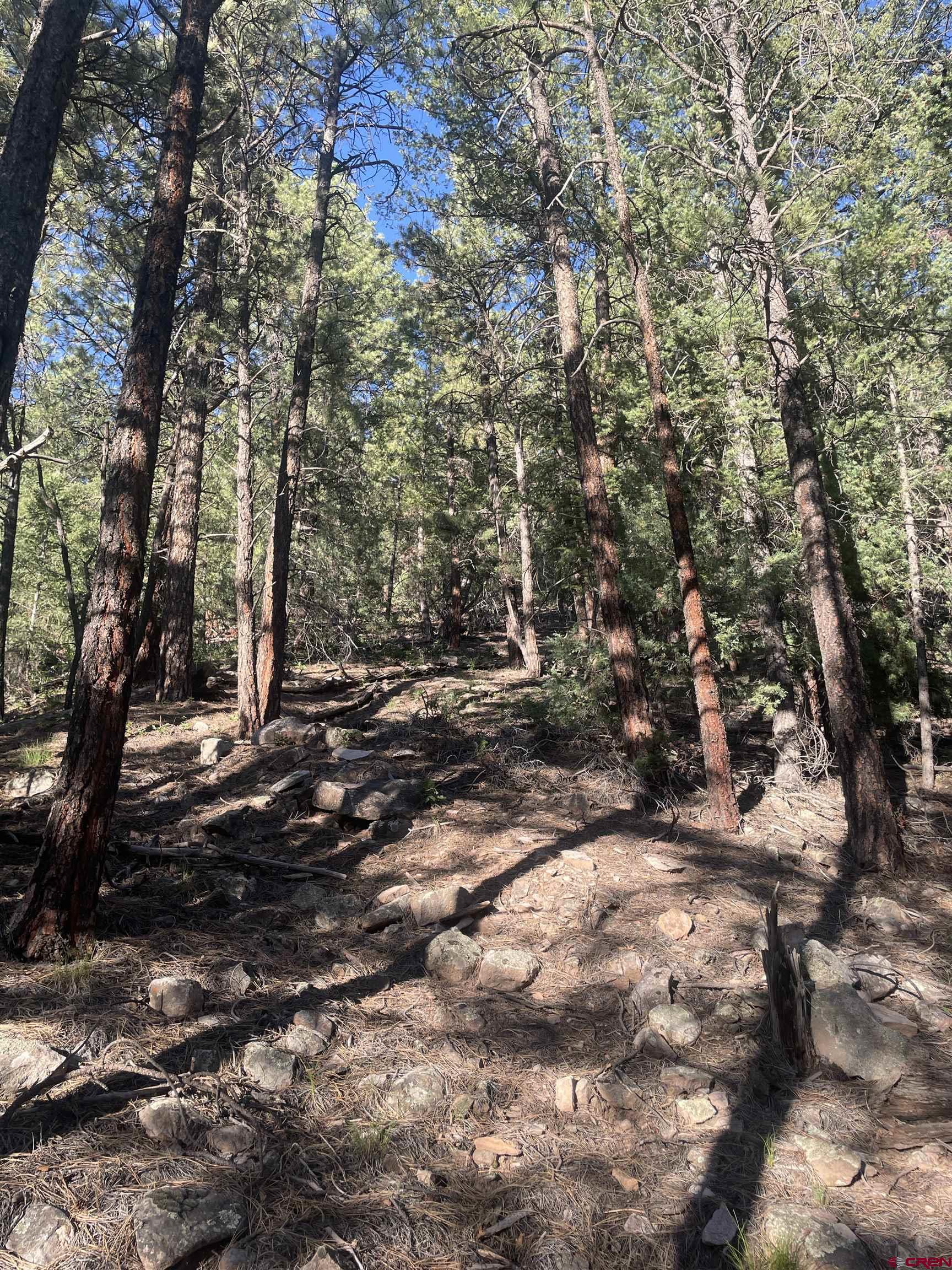 58p 58P Road Placerville, CO 81430 - Photo 16 of 34 a view of outdoor space with trees