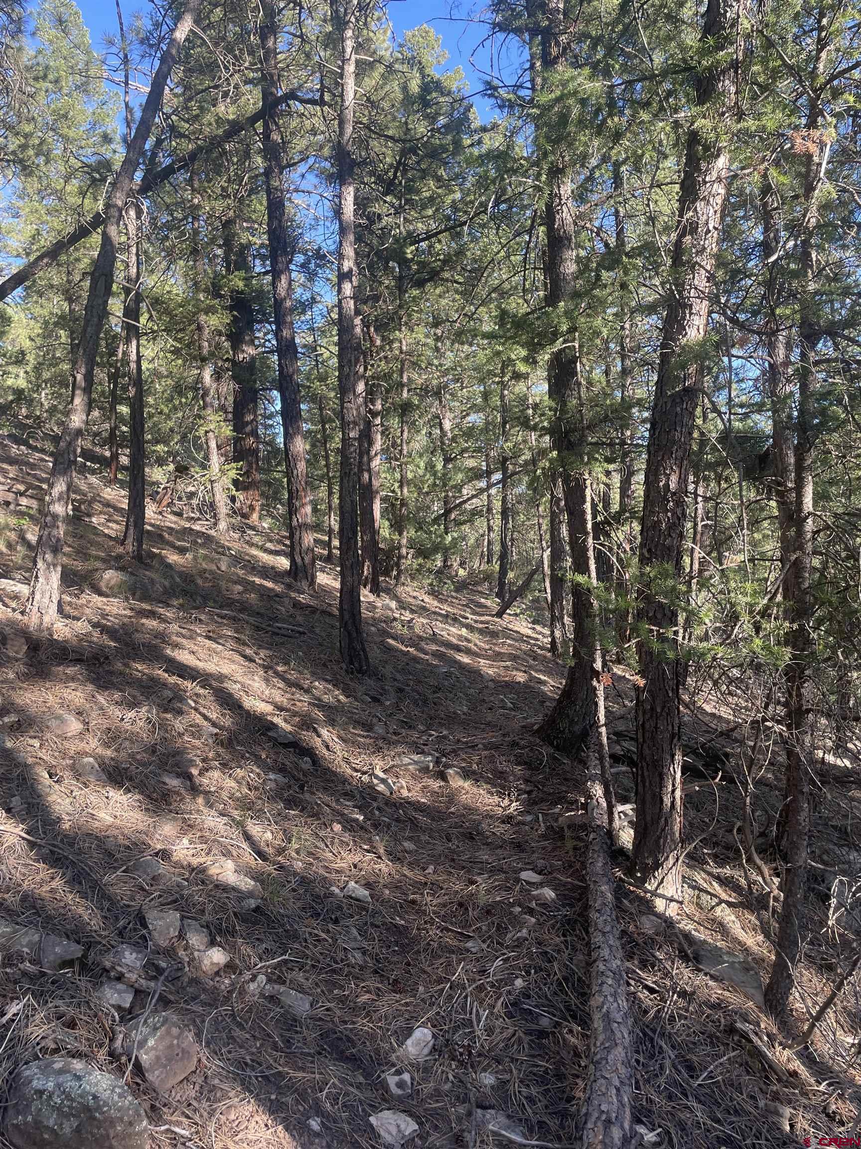 58p 58P Road Placerville, CO 81430 - Photo 17 of 34 a view of a forest with trees