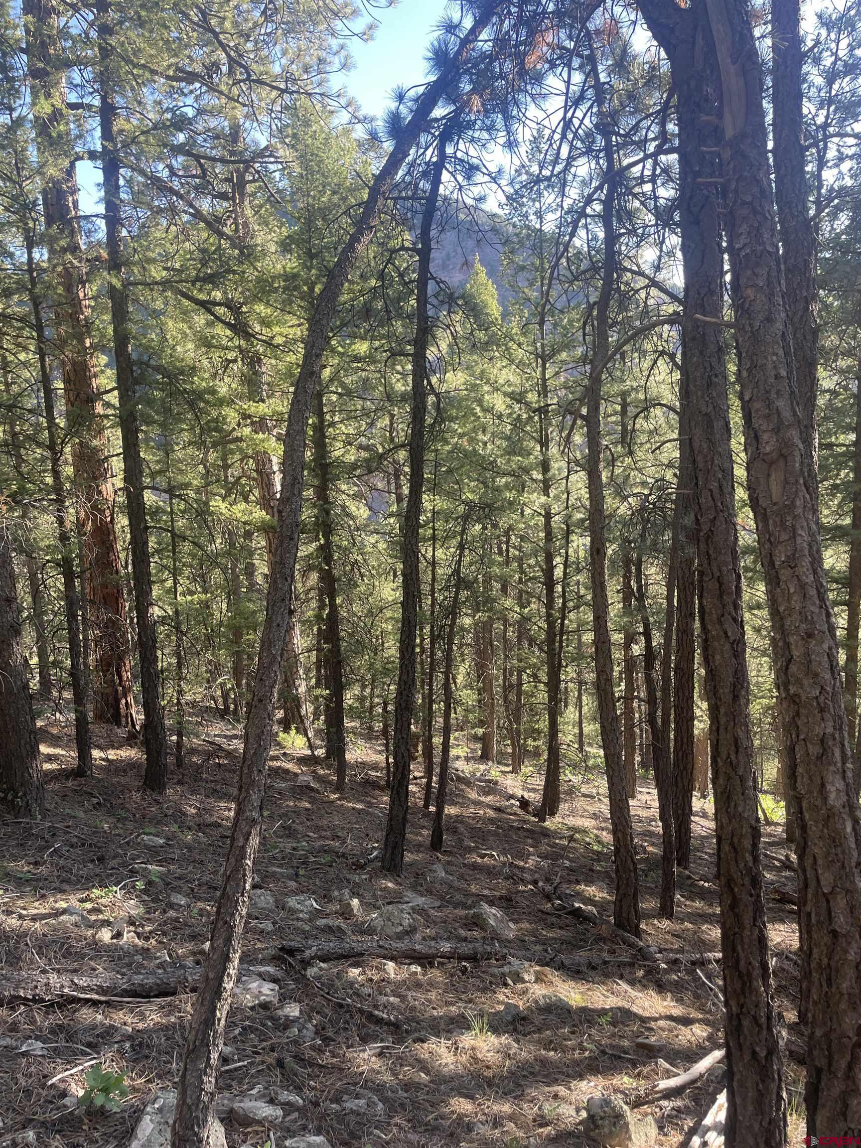 58p 58P Road Placerville, CO 81430 - Photo 18 of 34 a view of outdoor space and trees