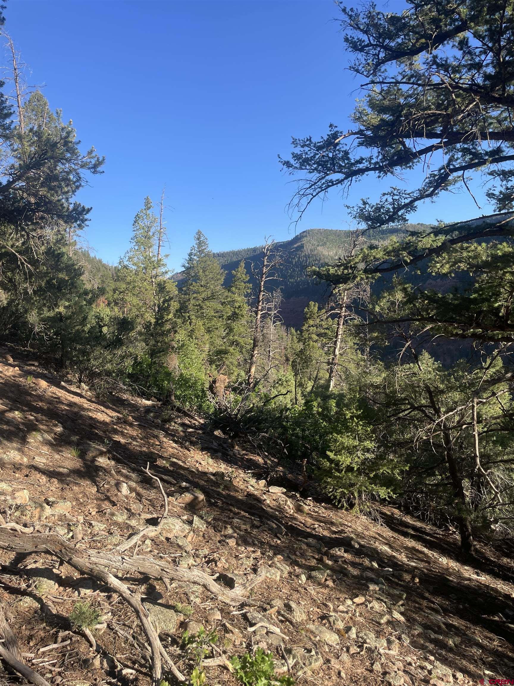 58p 58P Road Placerville, CO 81430 - Photo 19 of 34 a view of a yard with plants and a building