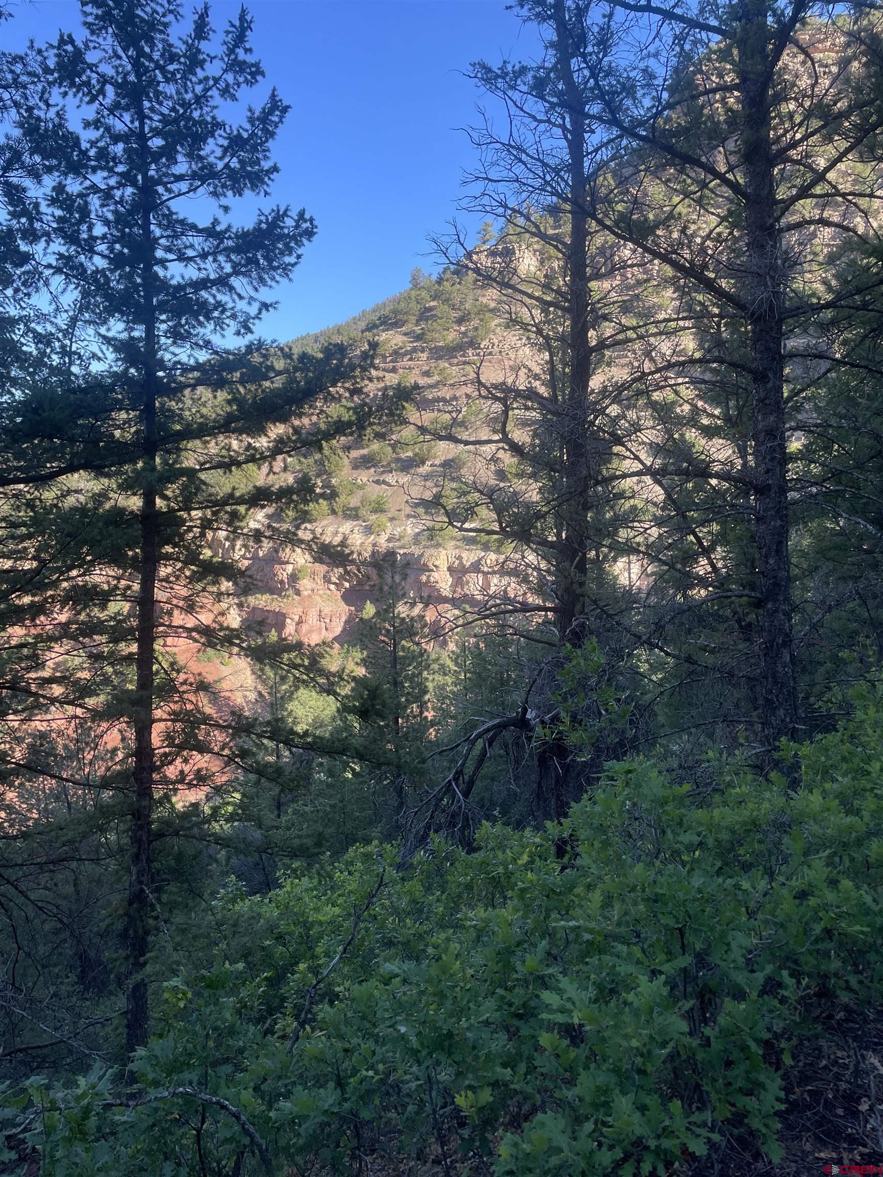 58p 58P Road Placerville, CO 81430 - Photo 2 of 34 a view of a forest with a tree