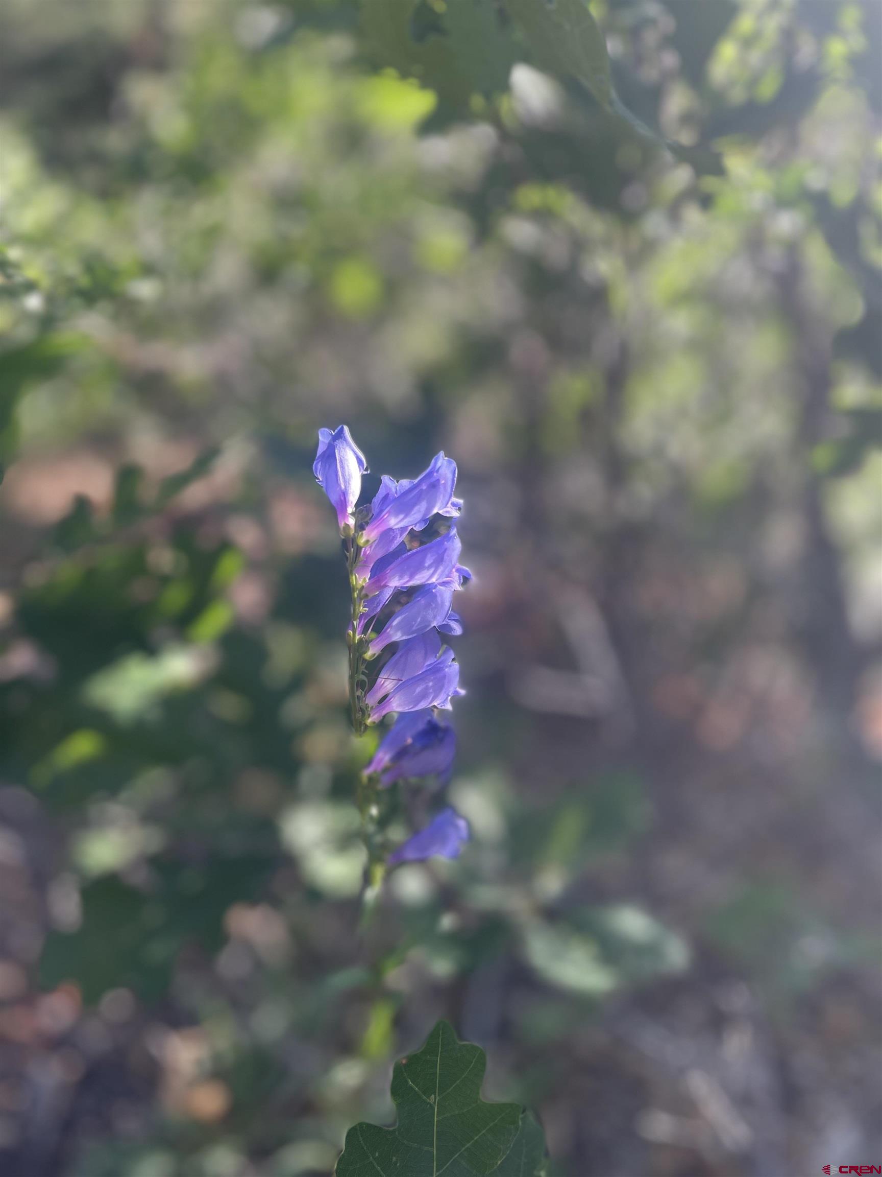 58p 58P Road Placerville, CO 81430 - Photo 25 of 34 a view of a view of a yard