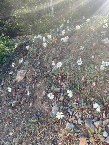 $325,000 | 58p 58P Road, Placerville, CO 81430