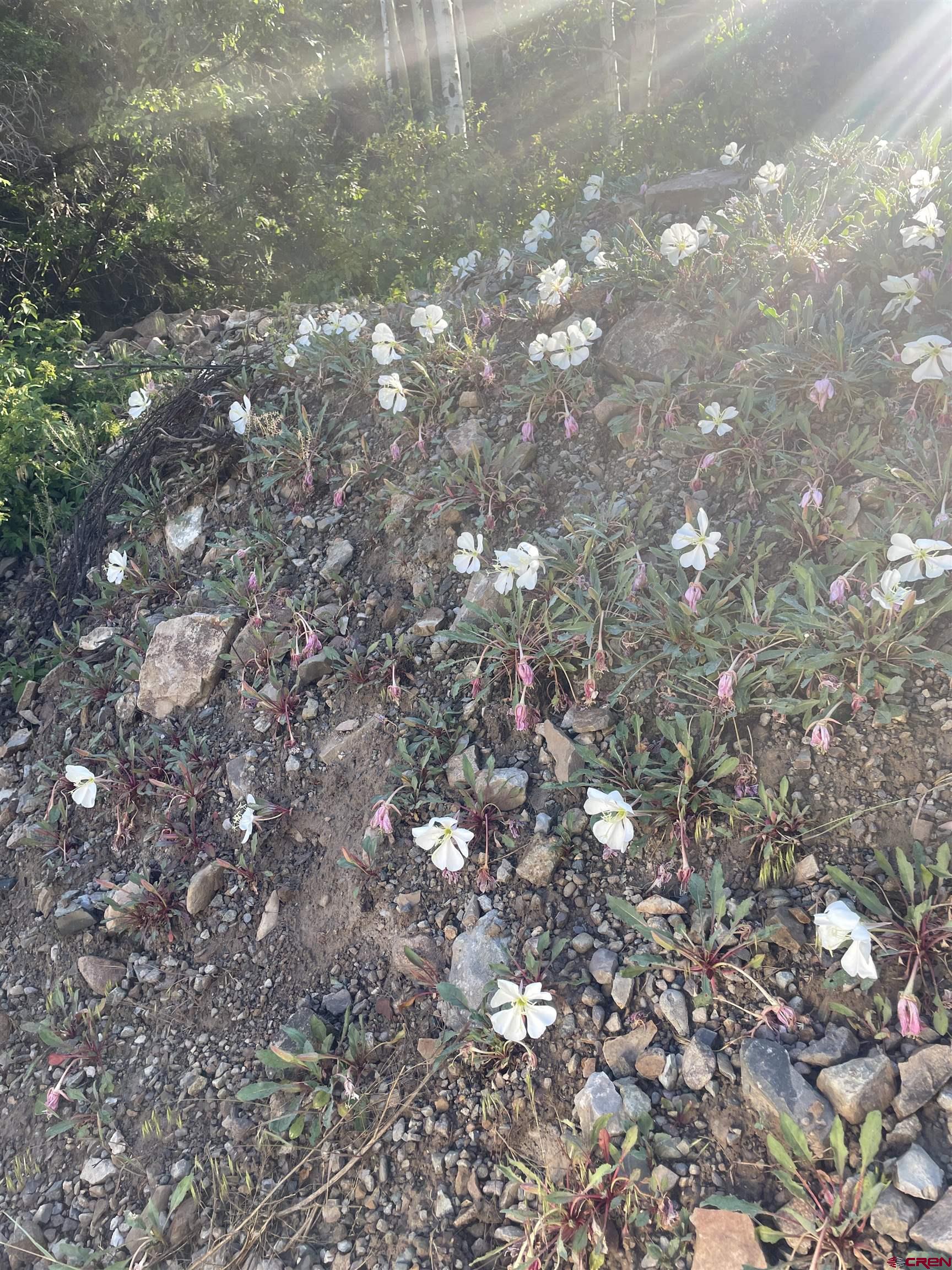 58p 58P Road Placerville, CO 81430 - Photo 29 of 34 a view of tree