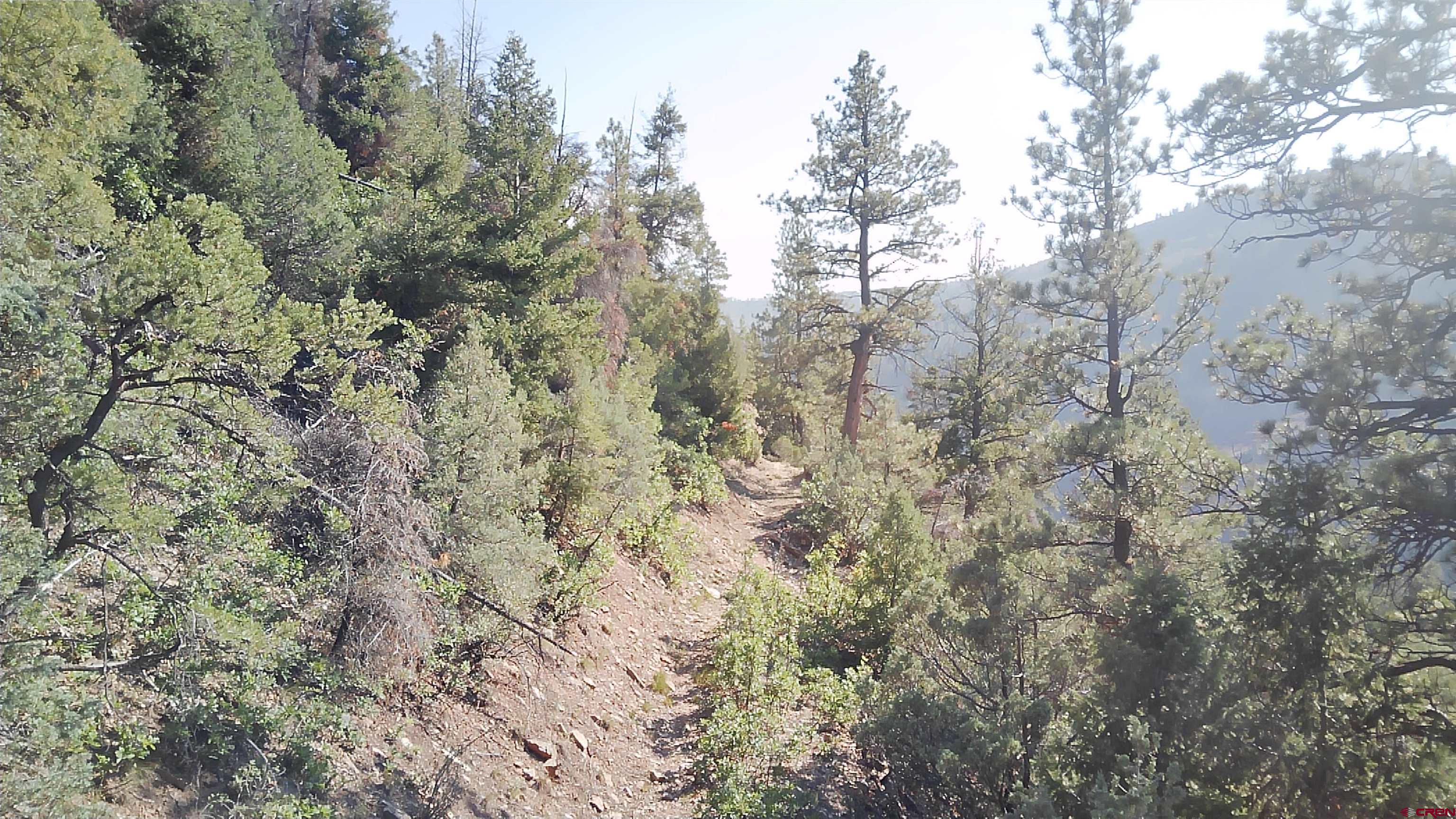58p 58P Road Placerville, CO 81430 - Photo 31 of 34 a view of a forest with lots of trees