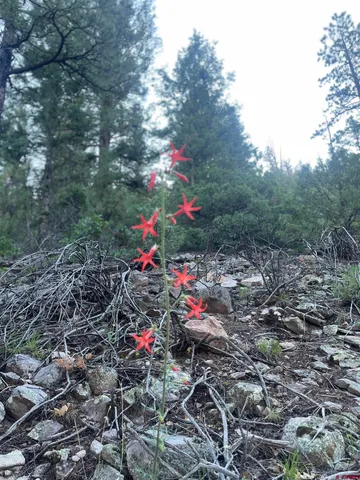 $325,000 | 58p 58P Road, Placerville, CO 81430