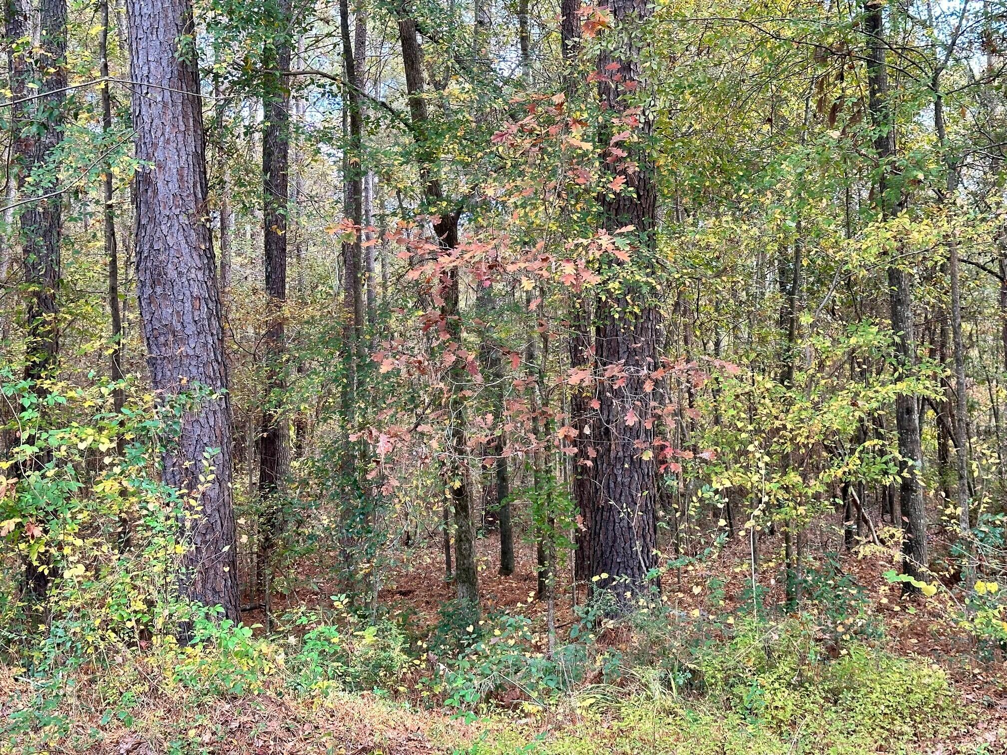 1665 Hinton Wilson Road Harlem, GA 30814 - Photo 2 of 3 3