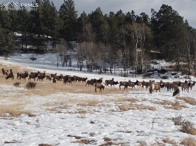 4 Kutsu Ridge Road Florissant, CO 80816 - Photo 39 of 47 Local elk herd found there way onto the property from the adjoining Mueller State Park, 5112 acres of open space!!