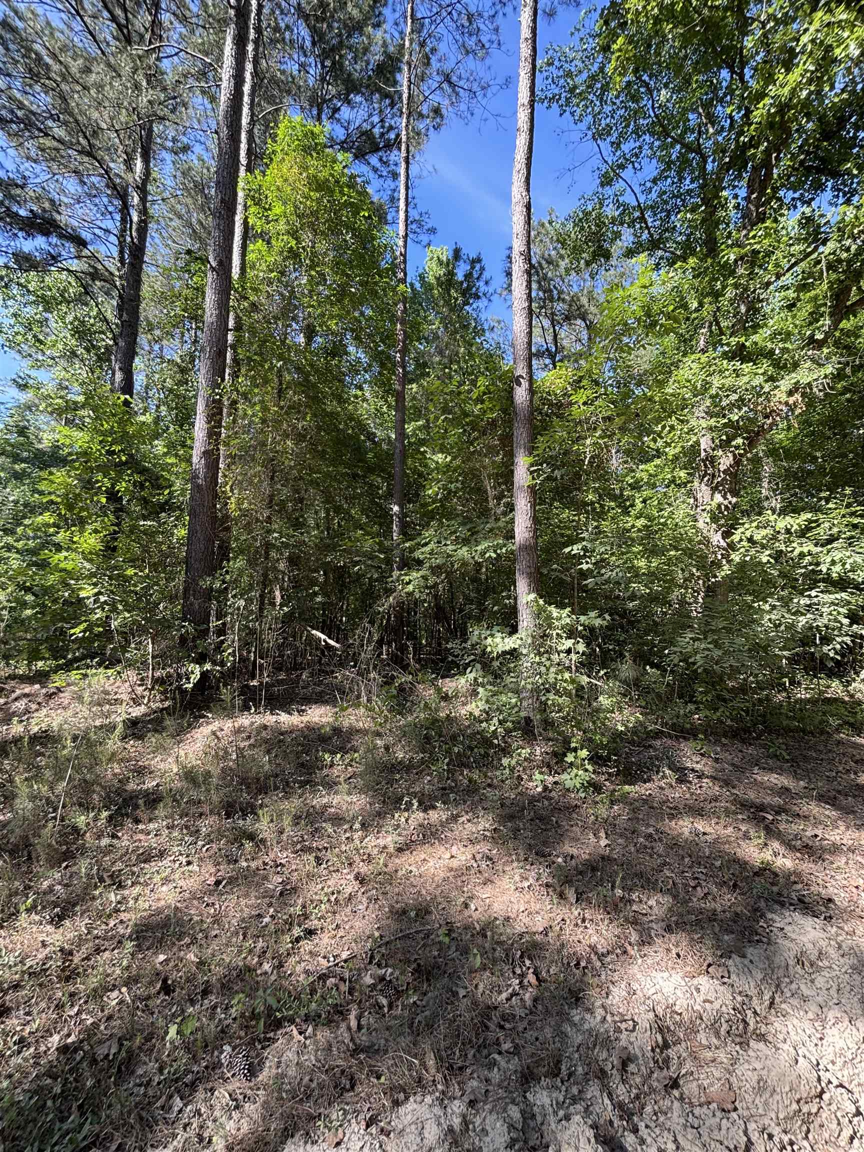 Tbd Pearson Road Summerton, SC 29148 - Photo 6 of 6