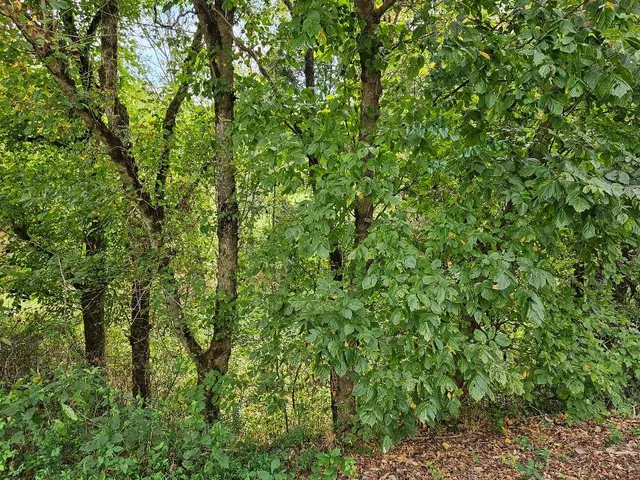 $899,900 | 0 Highway 96, Buffalo Valley, TN 38548