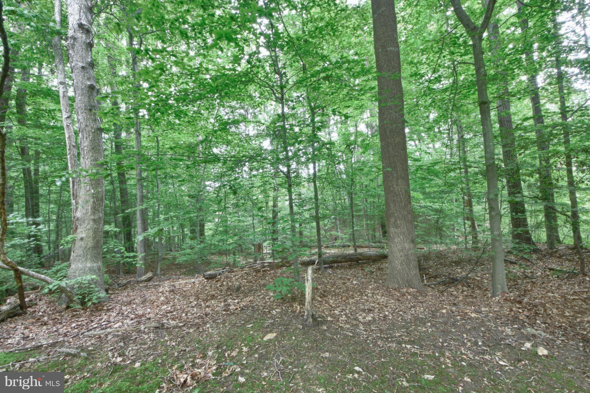 6285 Rathlin Drive Springfield, VA 22152 - Photo 18 of 18 a view of a forest that has large trees