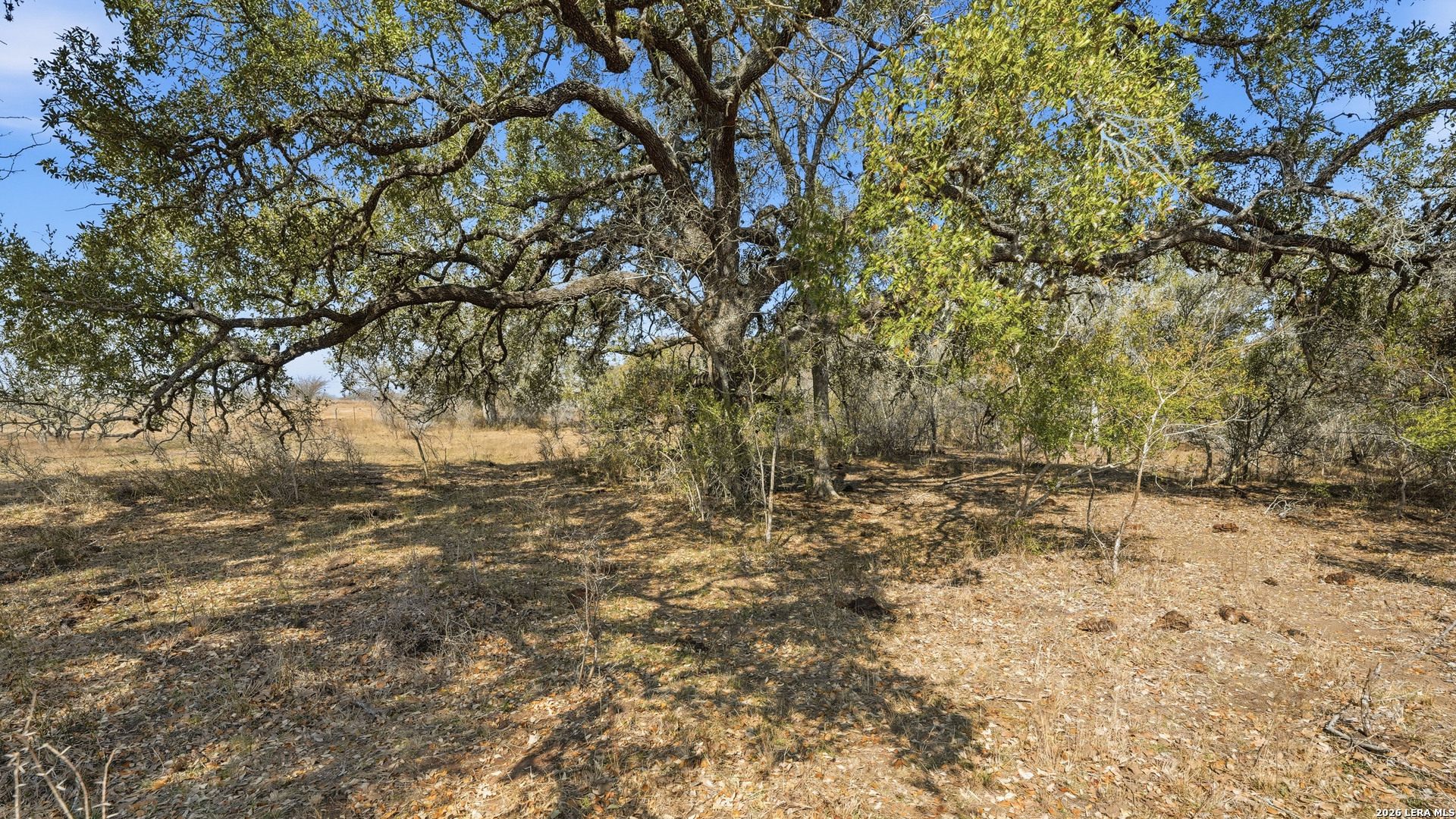 a view of a yard with a tree
