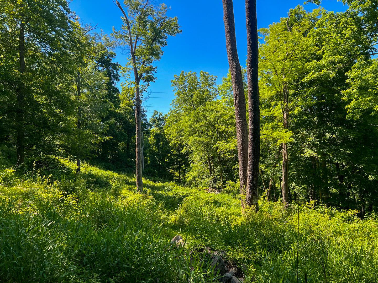 0 Rush Run Road Rayland, OH 43943 - Photo 8 of 24