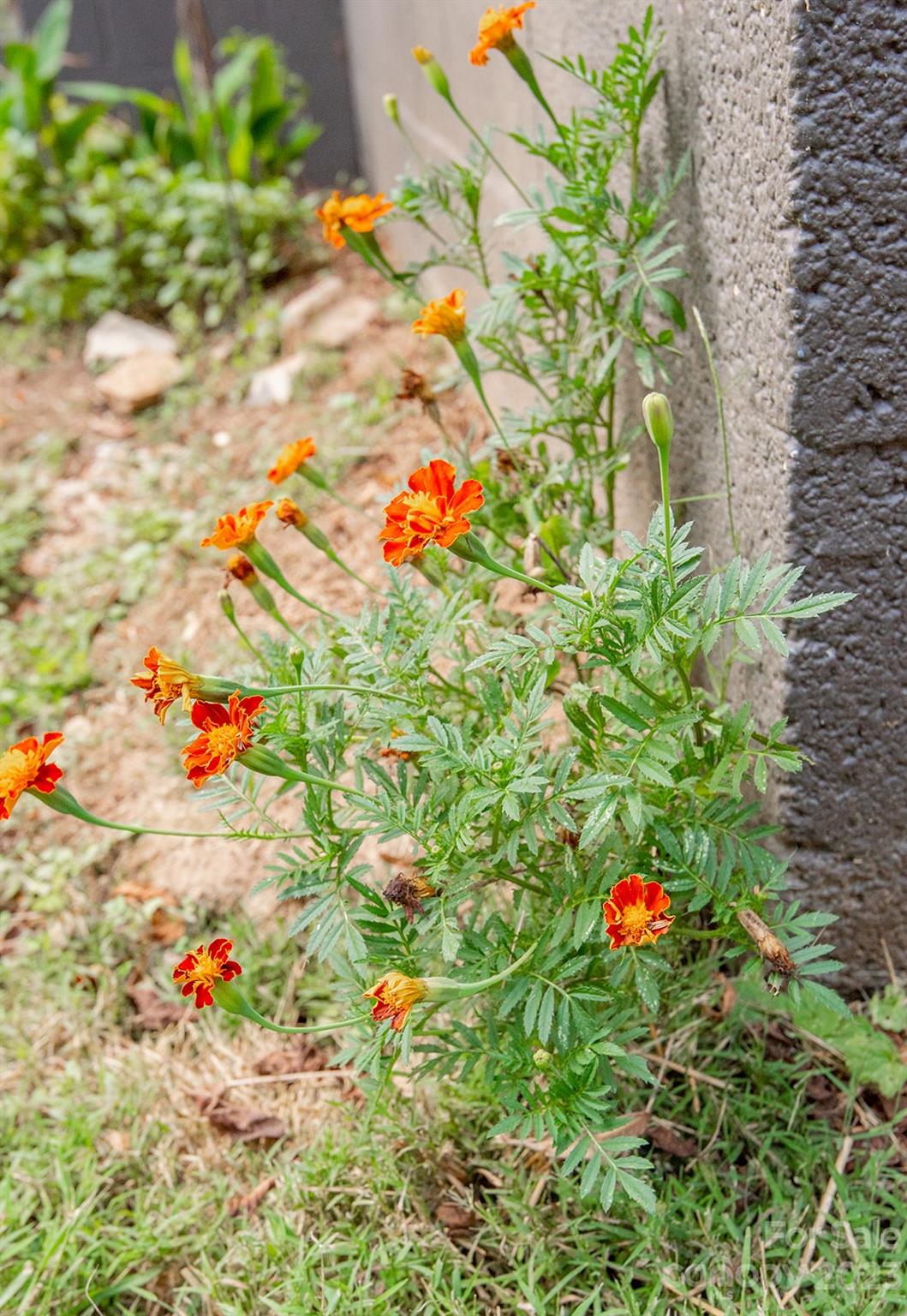 653 Sand Hill Road Asheville, NC 28806 - Photo 24 of 27 a picture of a tree with flowers in front of it