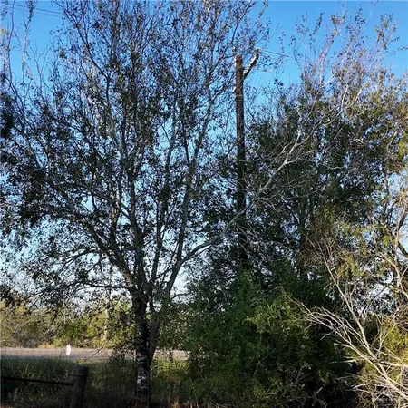 a view of forest