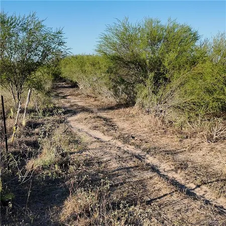a view of a forest with trees