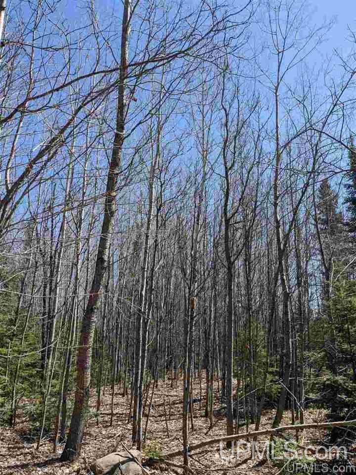 Tbd Off Leeman Road, Unit SENW NESW Sagola, MI 49881 - Photo 4 of 18