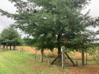 19 Nim Road Red Boiling Springs, TN 37150 - Photo 2 of 3 a view of outdoor space