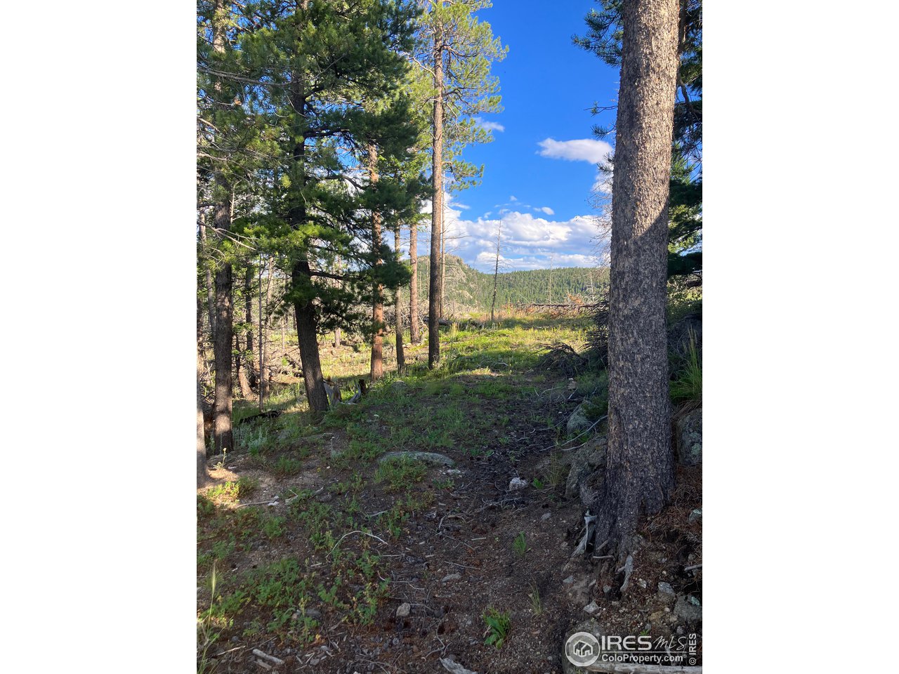 2810 Ridge Road Nederland, CO 80466 - Photo 16 of 21 End of Driveway