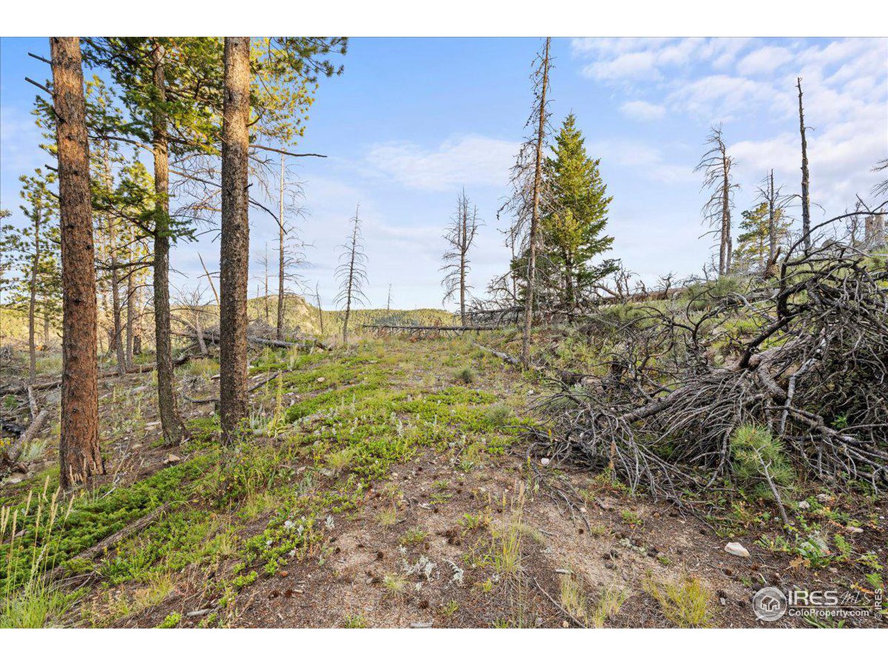 2810 Ridge Road Nederland, CO 80466 - Photo 17 of 21 Level Homesite