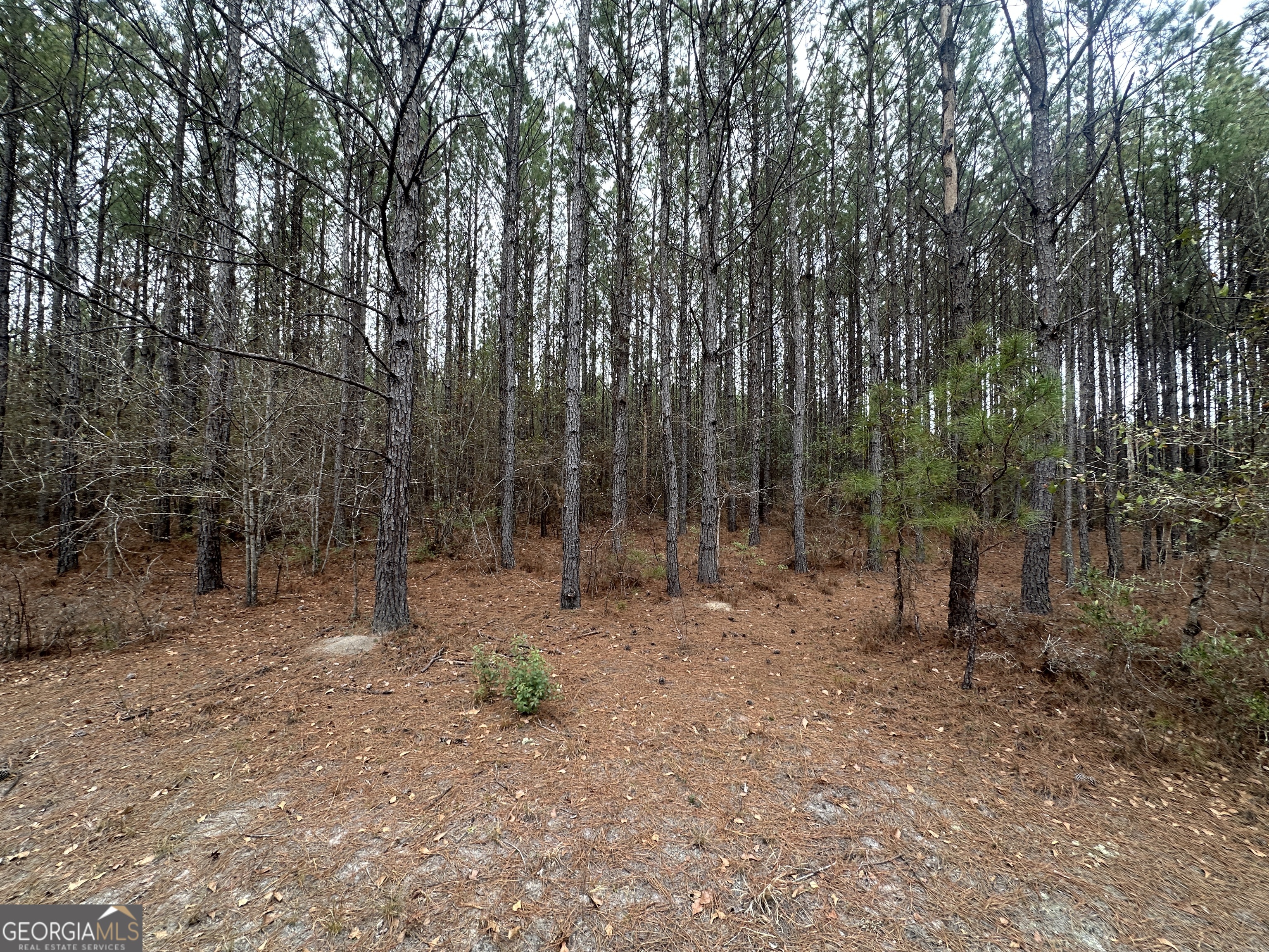 160 Landing Road Sylvania, GA 30467 - Photo 3 of 11