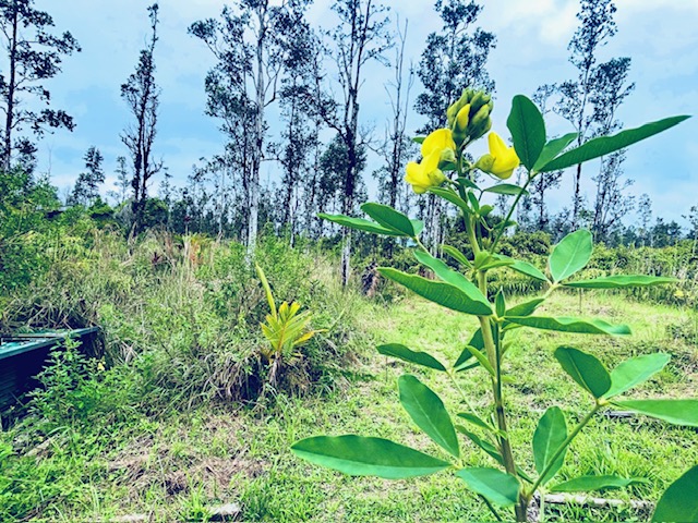 16-2030 Lot 2763 Ao Road Mountain View, HI 96771 - Photo 1 of 11 a plant view