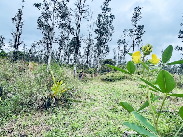 16-2030 Lot 2763 Ao Road Mountain View, HI 96771 - Photo 2 of 11 a view of a garden