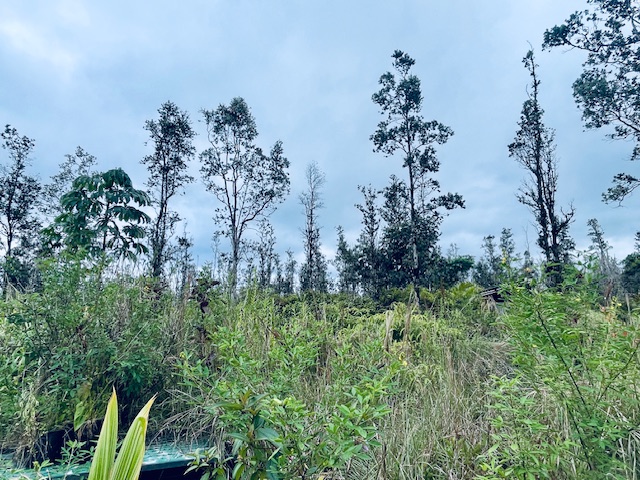 16-2030 Lot 2763 Ao Road Mountain View, HI 96771 - Photo 3 of 11 a view of a garden with a tree