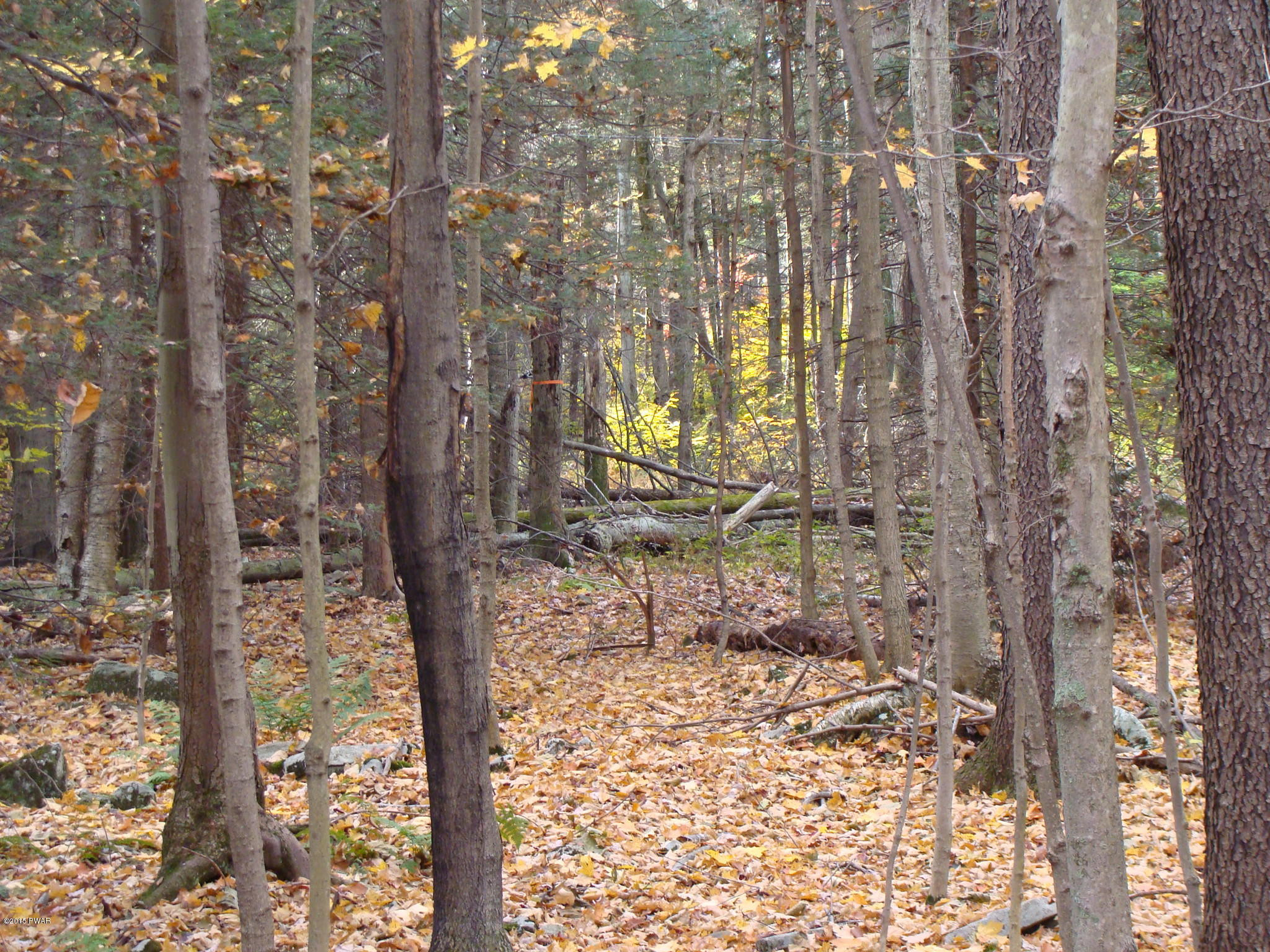 Beaver Dam Road Greentown, PA 18426 - Photo 4 of 6