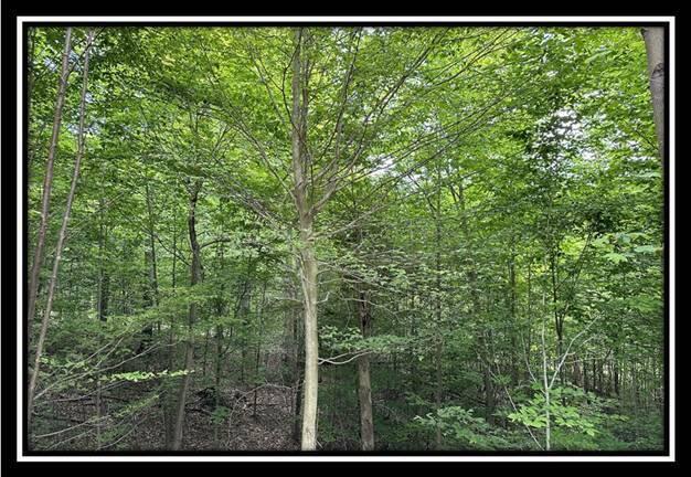 85 Weaver Road, Unit TRACT B) Chillicothe, OH 45601 - Photo 14 of 49 image013