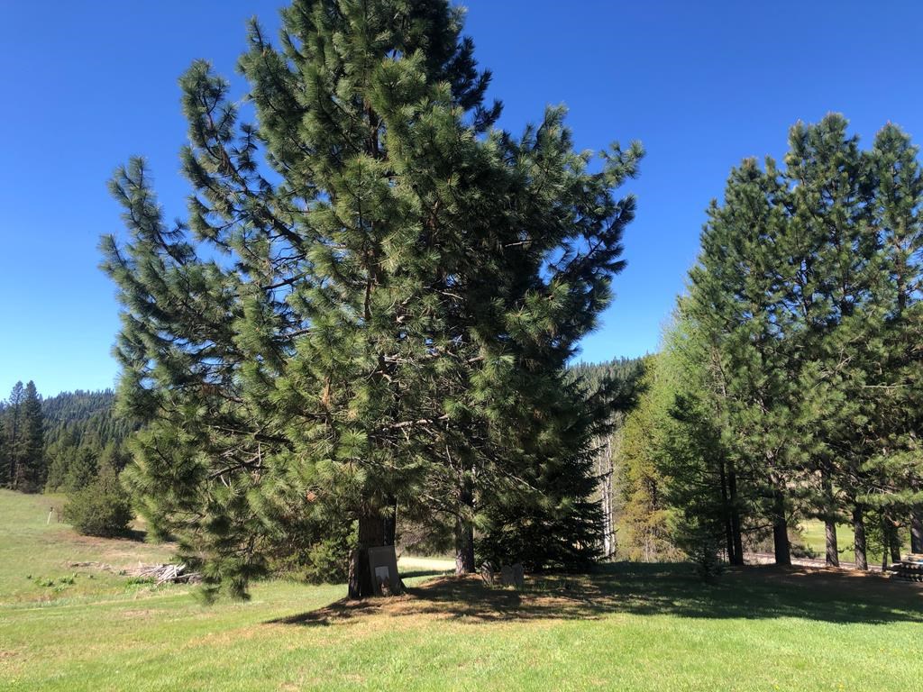 9606 Packer John Road Smiths Ferry, ID 83611 - Photo 37 of 41 Lots of trees