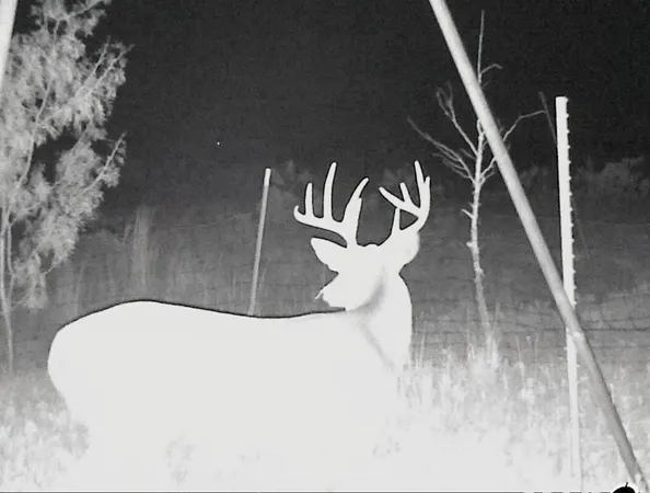 a view of a lush green forest with lots of trees