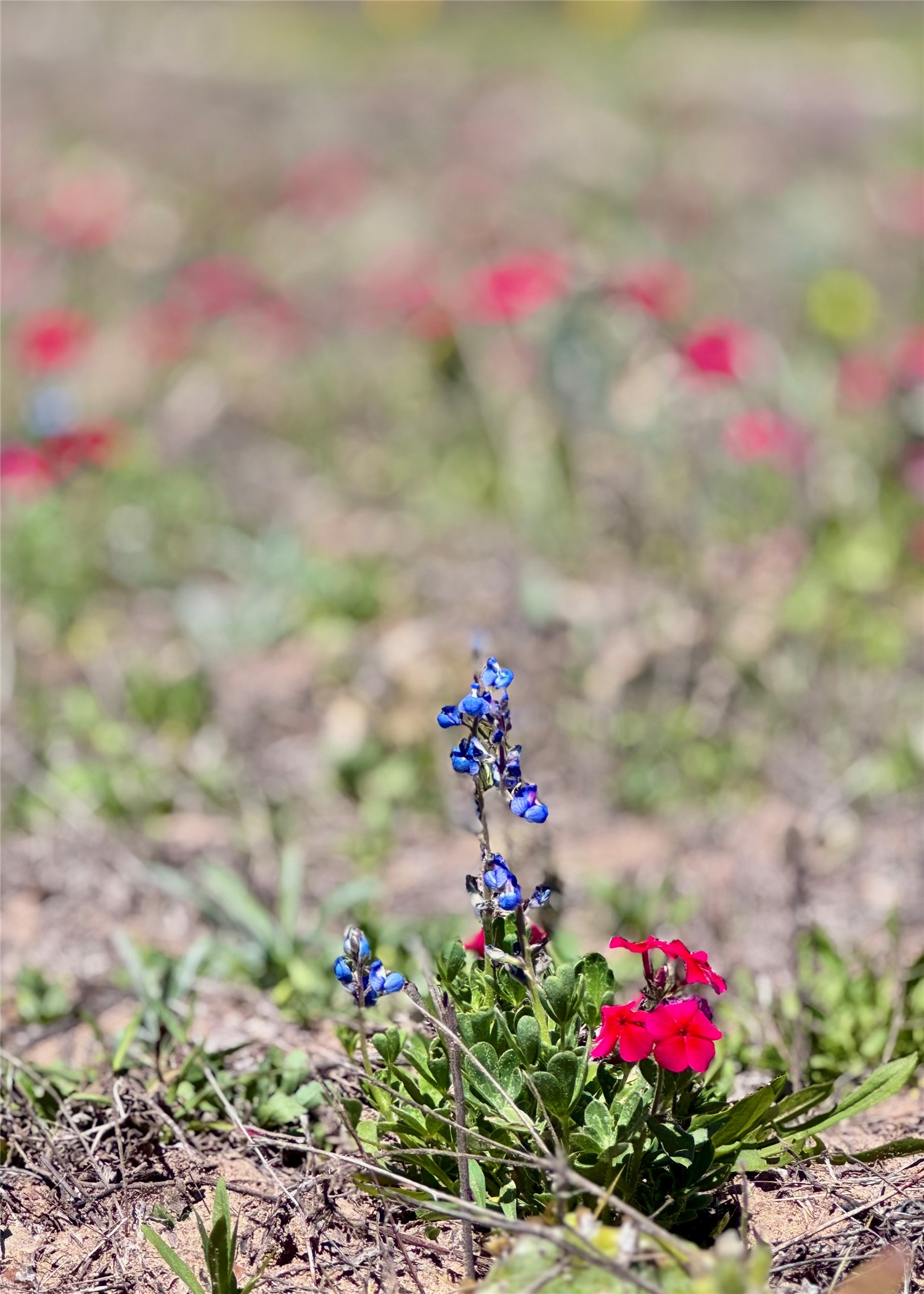 3775 Baker Road Kingsbury, TX 78638 - Photo 2 of 14 Image quality insufficient for description