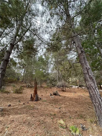 a view of a dirt road with large trees