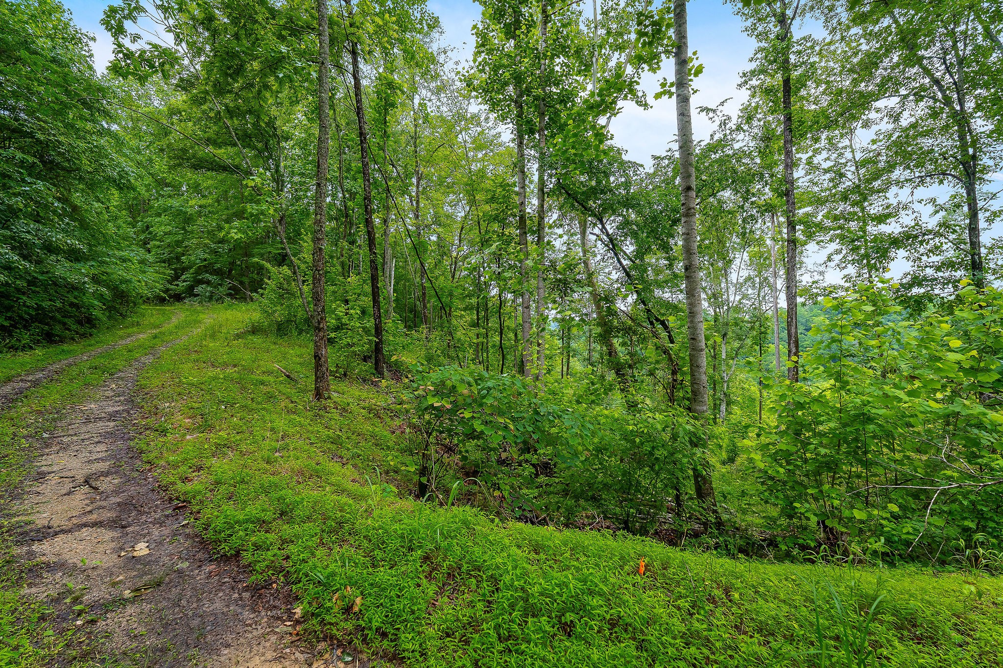 0 Knowles Street Sparta, TN 38583 - Photo 22 of 24 a view of a lush green forest