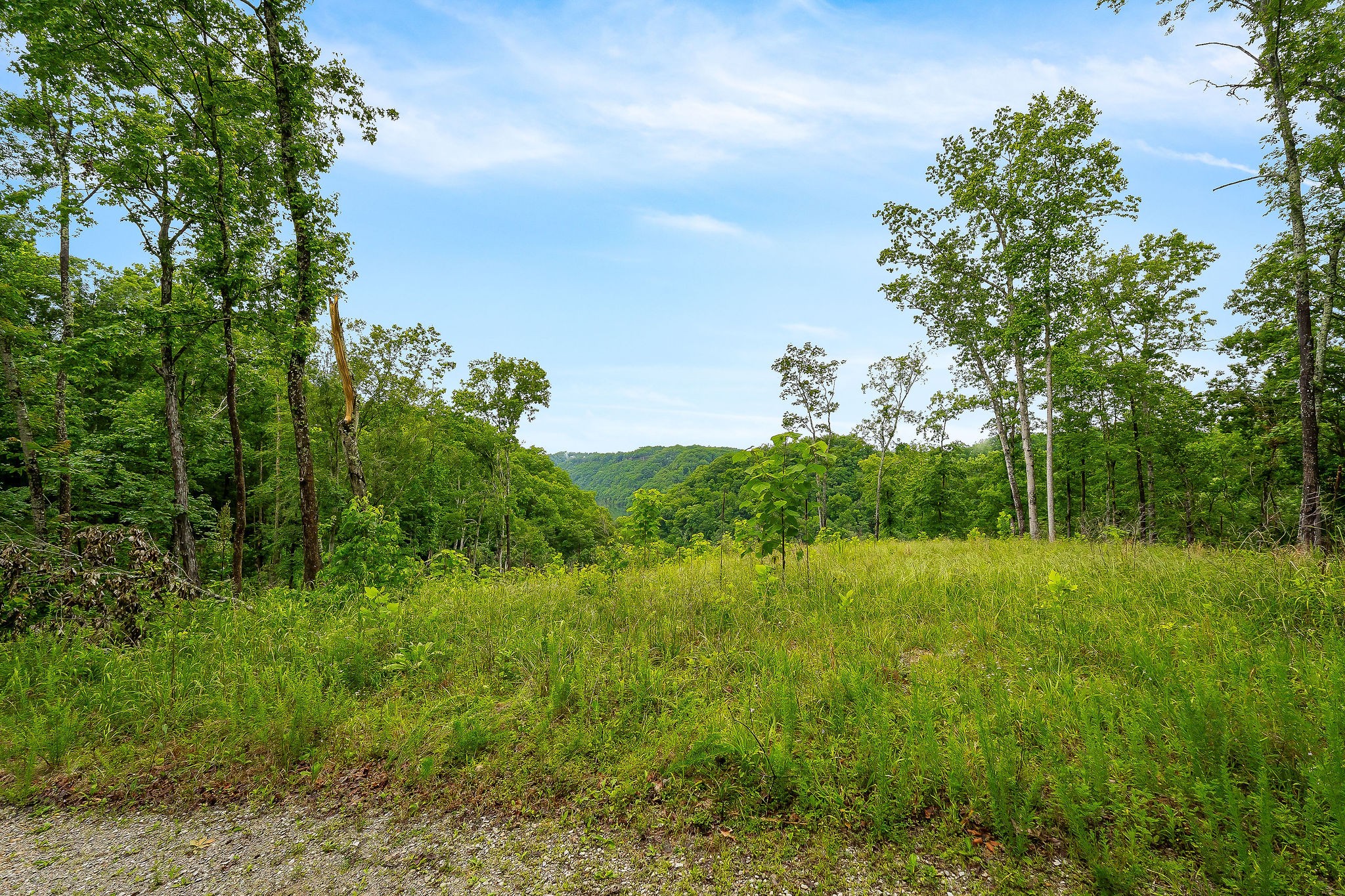 0 Knowles Street Sparta, TN 38583 - Photo 3 of 24 a view of a lush green space