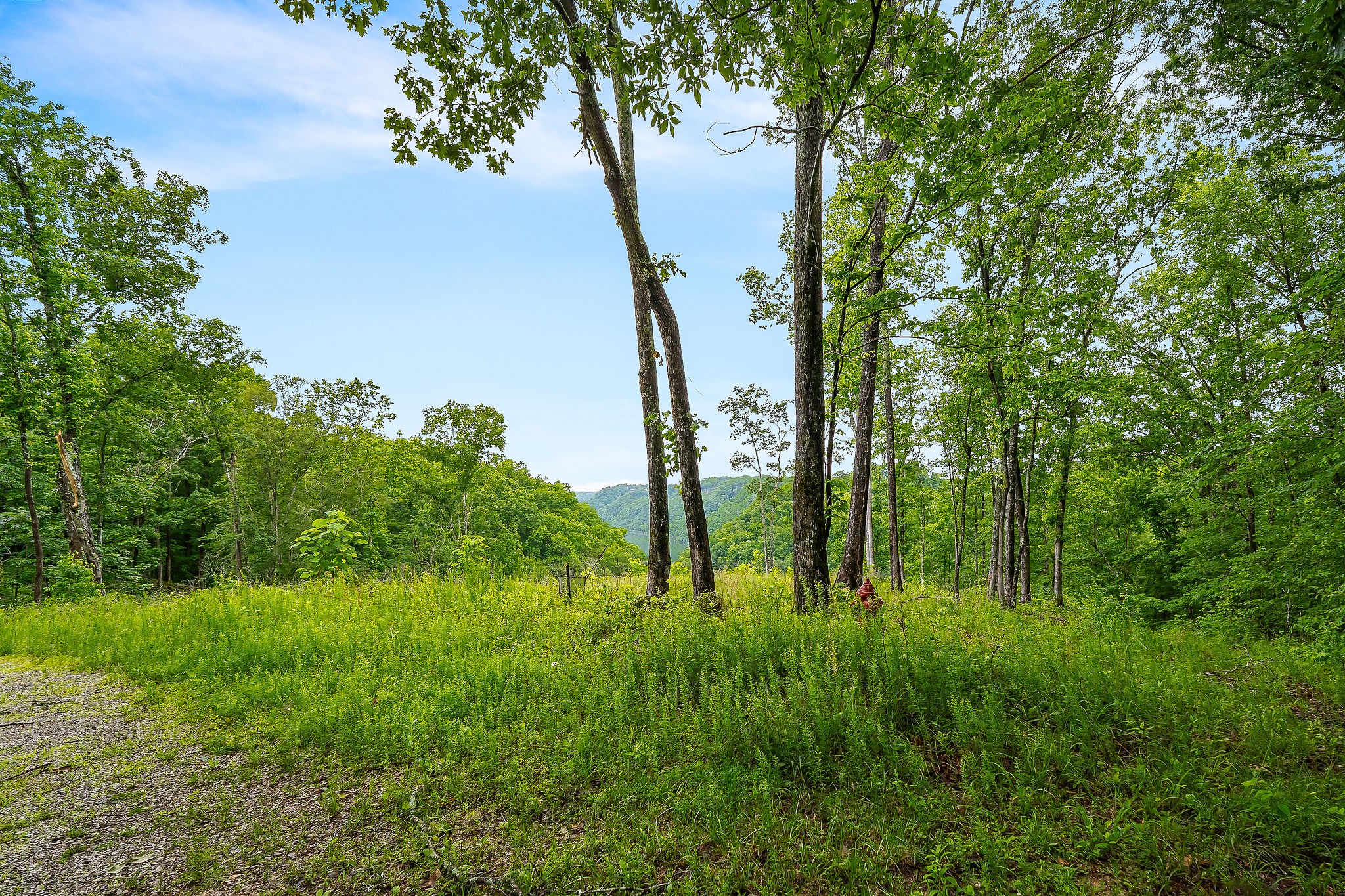 0 Knowles Street Sparta, TN 38583 - Photo 4 of 24 a lush green forest with lots of trees