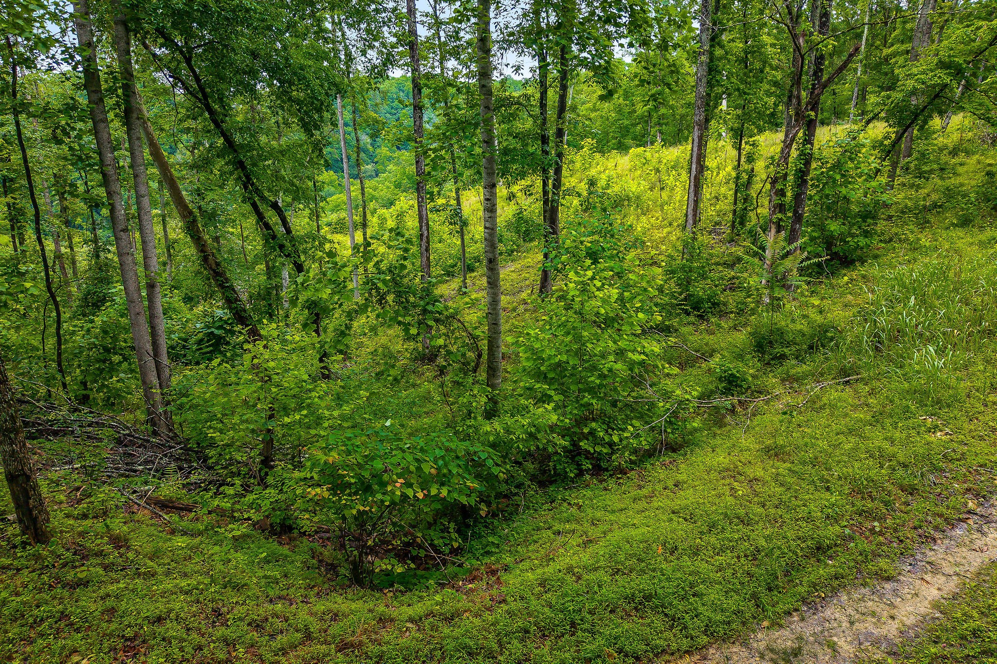 0 Knowles Street Sparta, TN 38583 - Photo 5 of 24 a view of a lush green forest