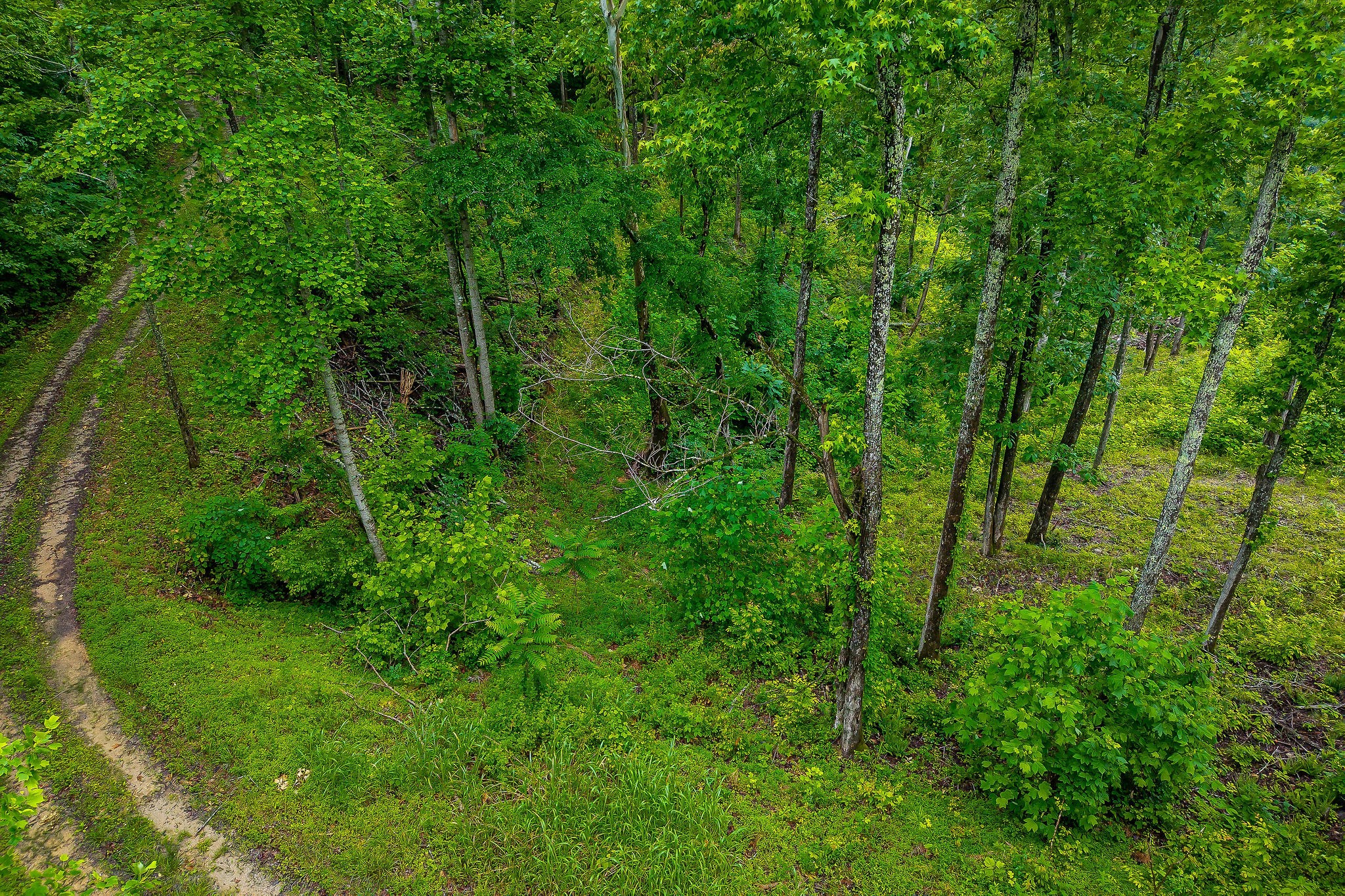 0 Knowles Street Sparta, TN 38583 - Photo 6 of 24 a view of a lush green forest