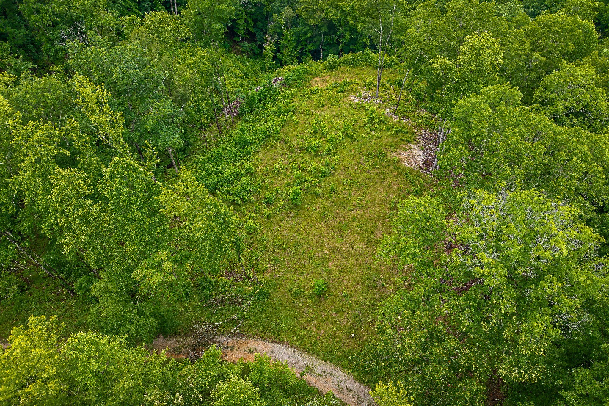 0 Knowles Street Sparta, TN 38583 - Photo 7 of 24 a view of a lush green forest