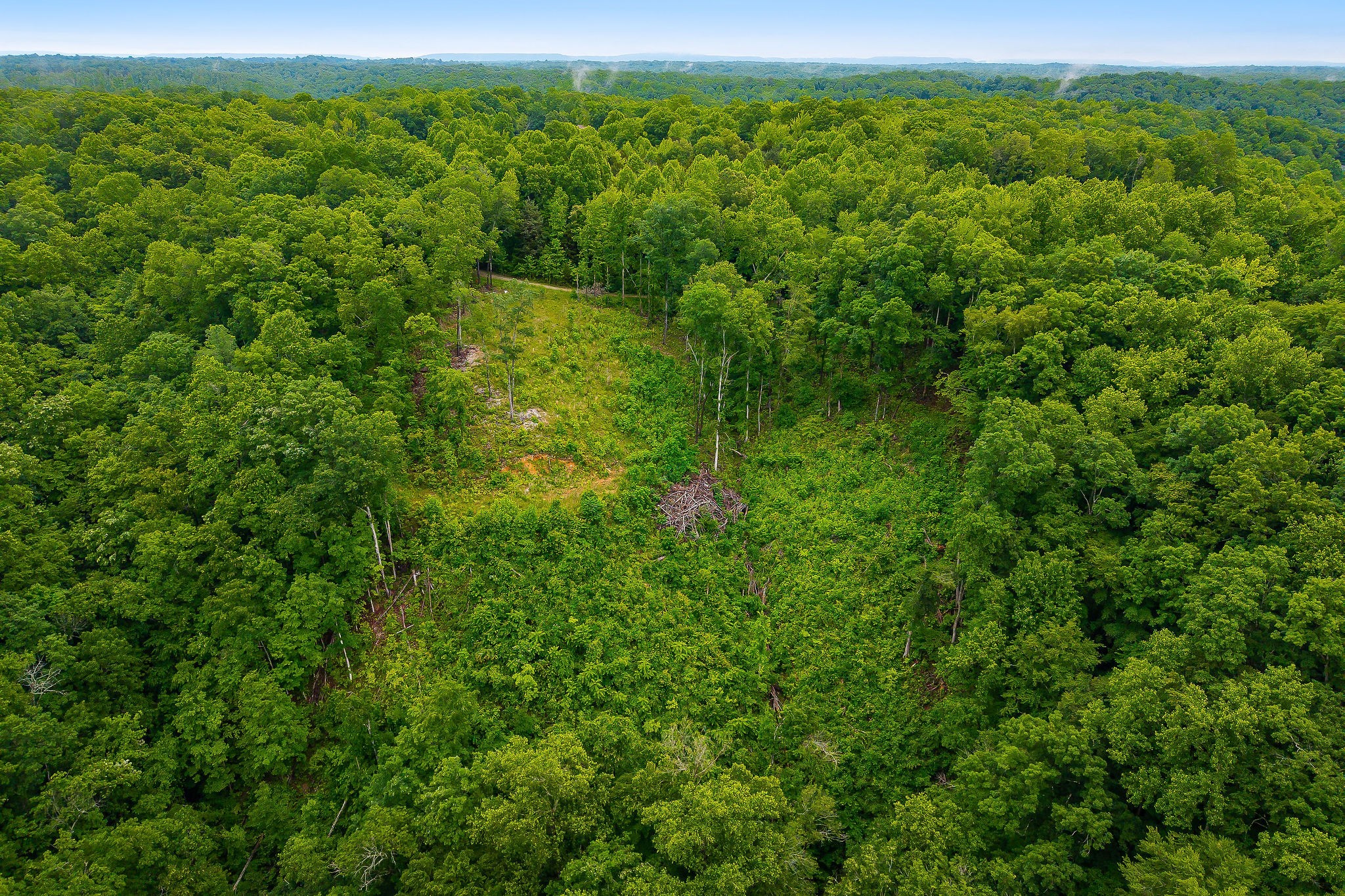 0 Knowles Street Sparta, TN 38583 - Photo 8 of 24 a view of a forest with a street